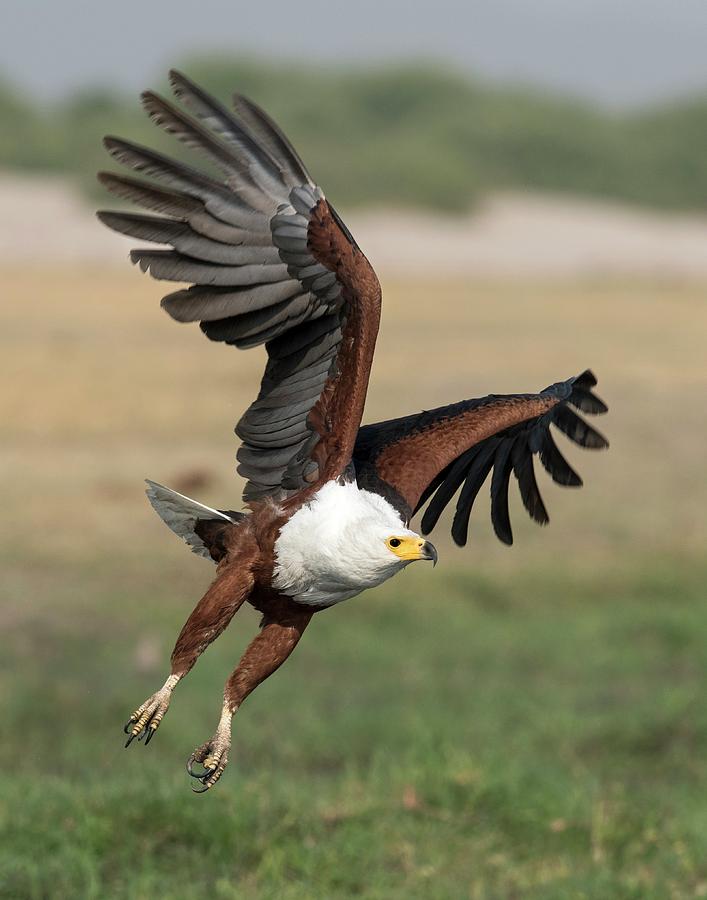 African Fish Eagle Photograph by Tony Camacho/science Photo Library