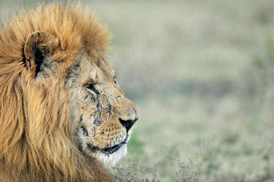 African Lion Photograph by Dr P. Marazzi/science Photo Library - Fine ...