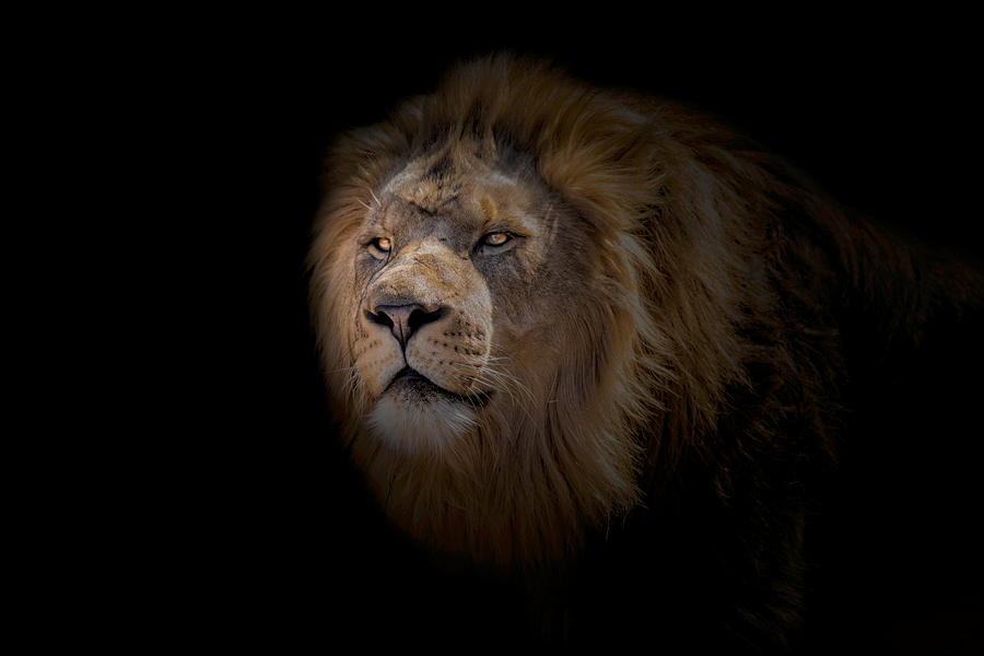 African Lion #2 Photograph by Peter Lakomy