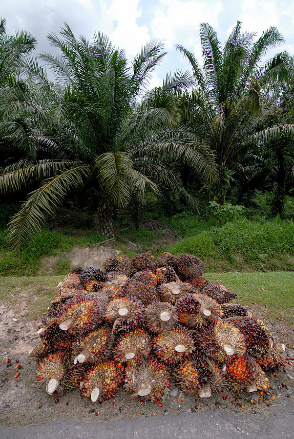 Fruit Photograph - African Oil Palm Fruits #2 by Sinclair Stammers/science Photo Library