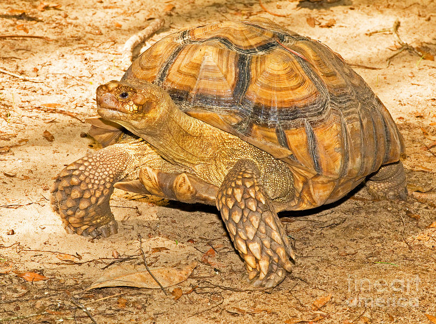 African Spur Thigh Tortoise #2 Photograph by Millard H. Sharp
