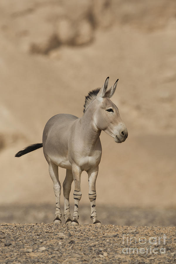 Wildlife Photograph - African wild ass Equus africanus #2 by Eyal Bartov
