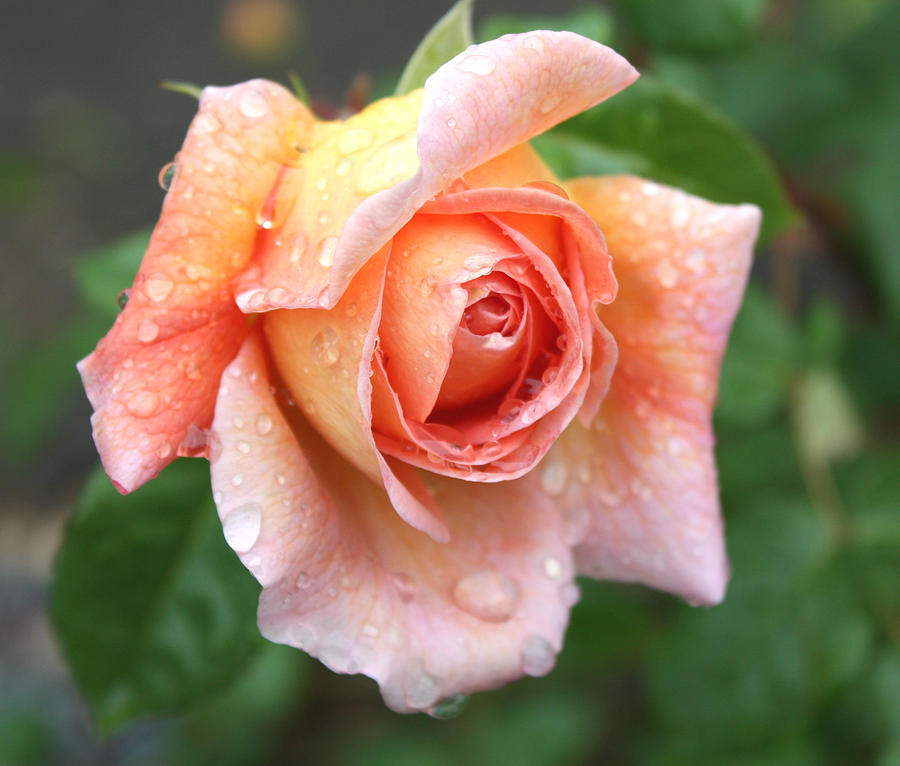 Rose Photograph - After the Rain #2 by Cathie Tyler