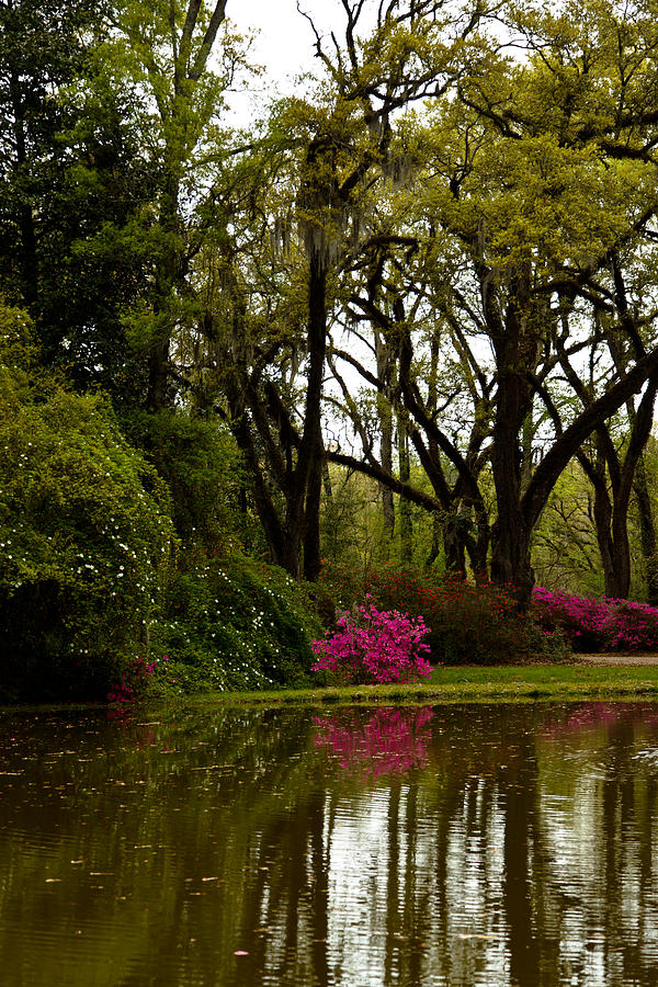 Afton Villa Gardens Pond Photograph By Susie Hoffpauir