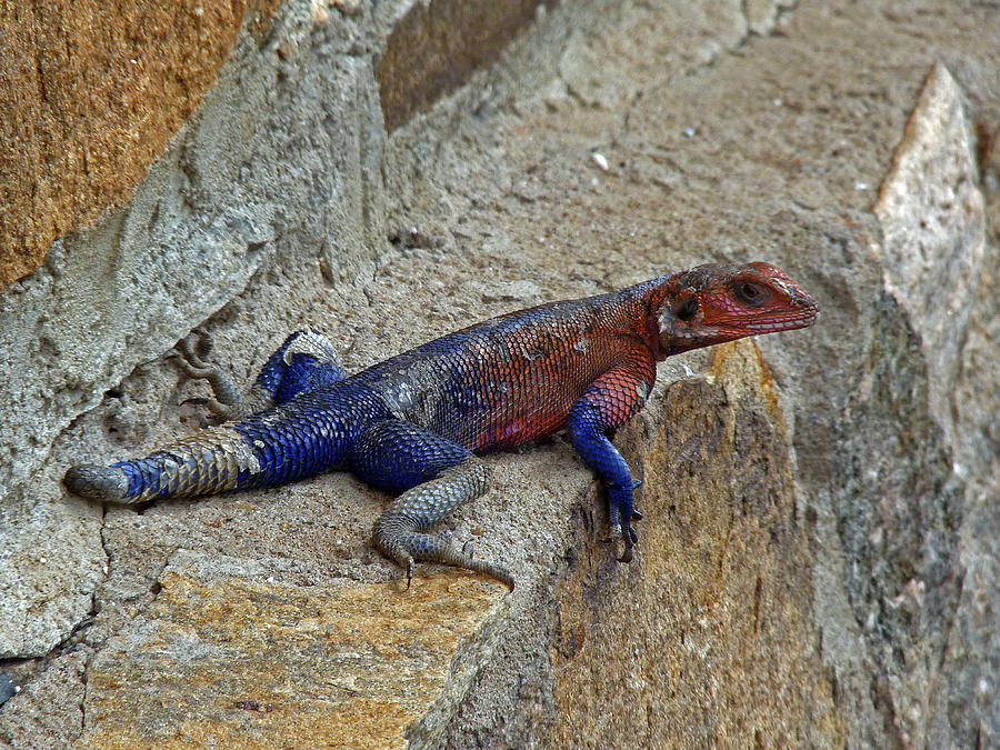 Agama Lizard #2 Photograph by Tony Murtagh