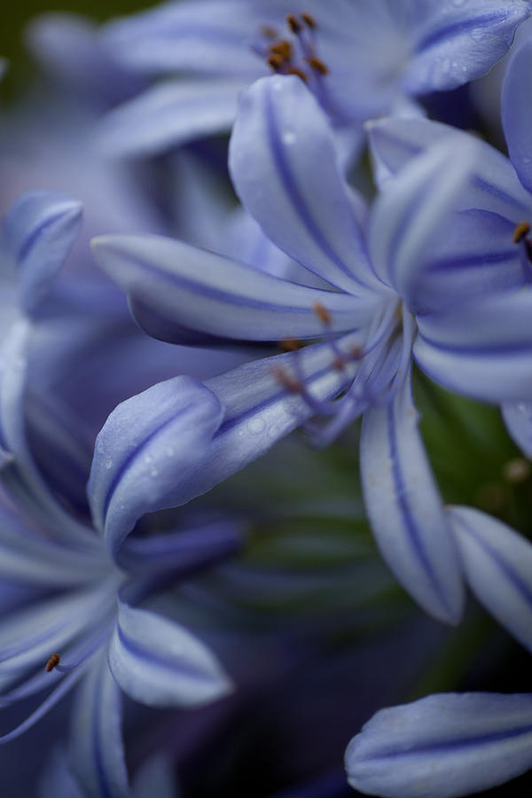 Agapanthus #2 Photograph by Carole Hinding