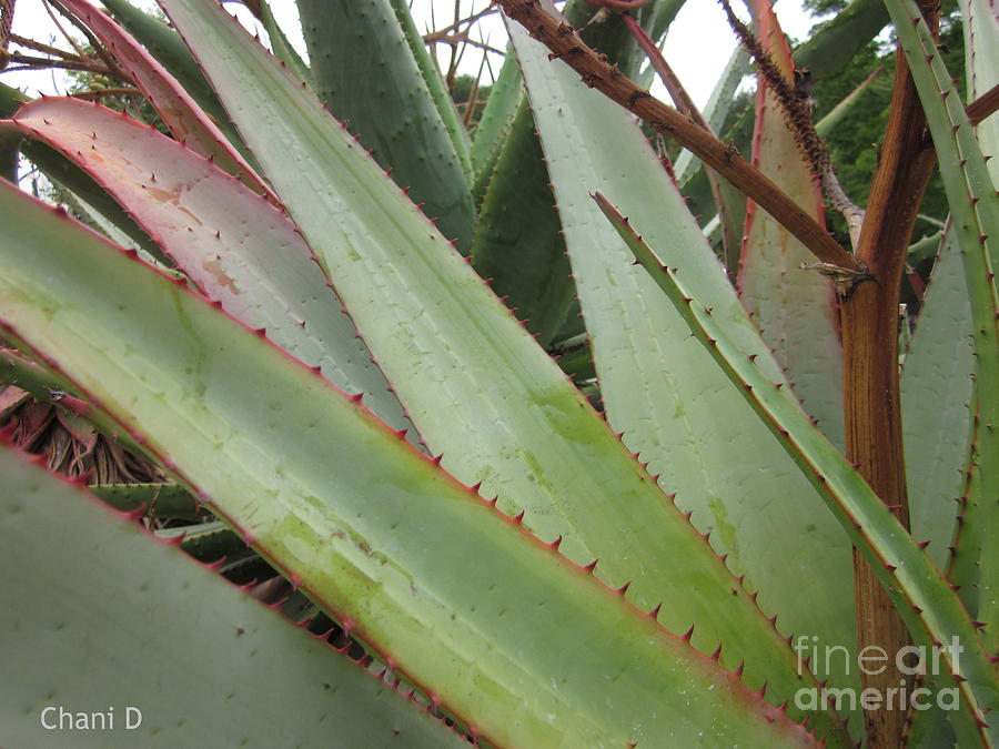 Agave #1 Photograph by Chani Demuijlder