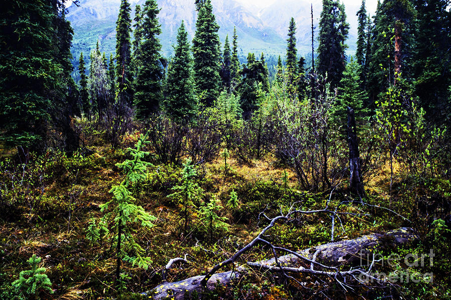 Alaska Mountain Range Wilderness #2 Photograph by Thomas R Fletcher