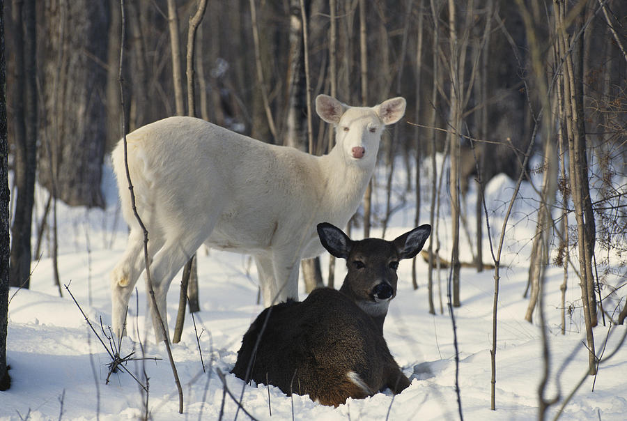 Albino And Normal White-tailed Deer #2 Photograph by Thomas & Pat Leeson