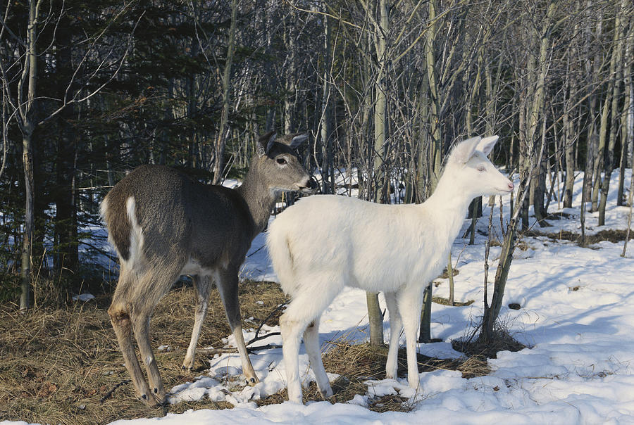 Albino And Normal White-tailed Deer #2 Photograph by Thomas And Pat Leeson