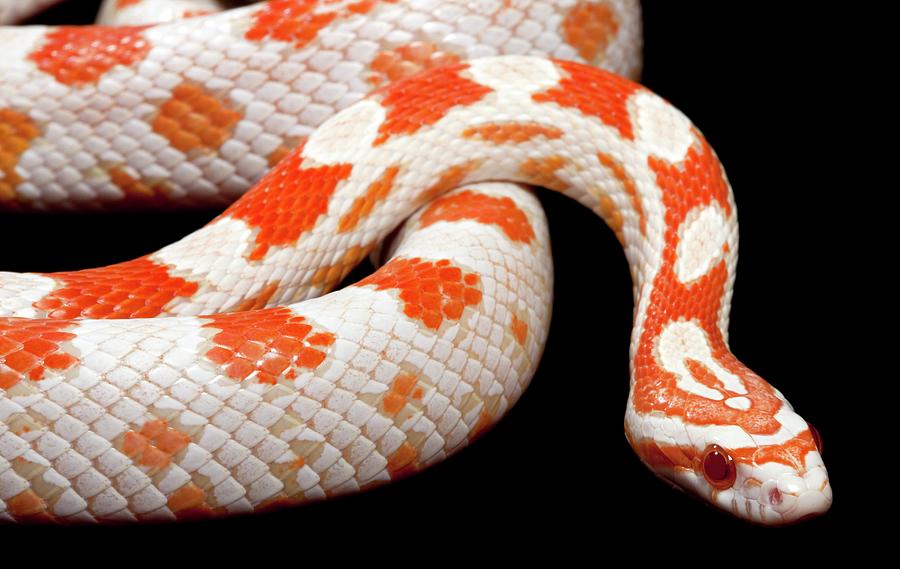 red albino corn snake