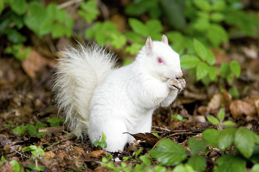 stuffed albino squirrel