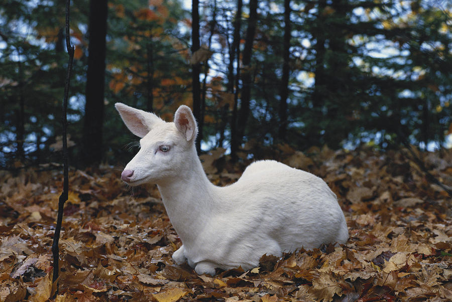 Albino White-tailed Deer #2 Photograph by Thomas And Pat Leeson