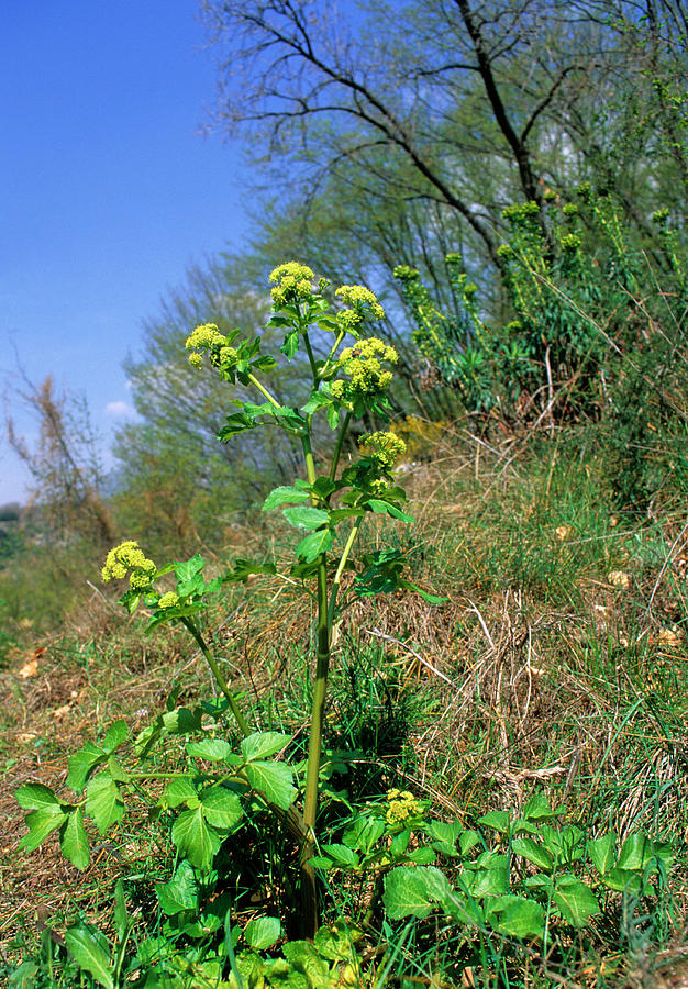 Alexanders (smyrnium Olusatrum) #2 by Bruno Petriglia/science Photo Library