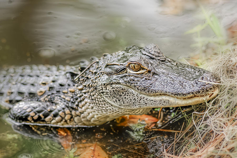 Alligator #5 Photograph by Peter Lakomy