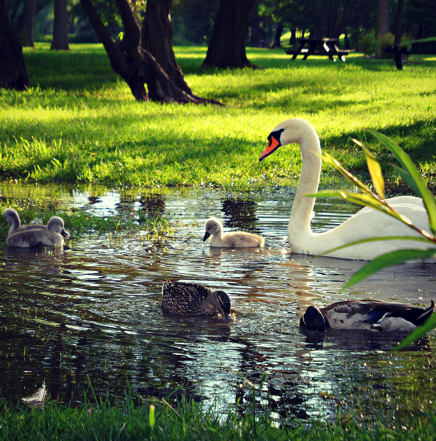 Swan Photograph - All In The Family #3 by Cyryn Fyrcyd