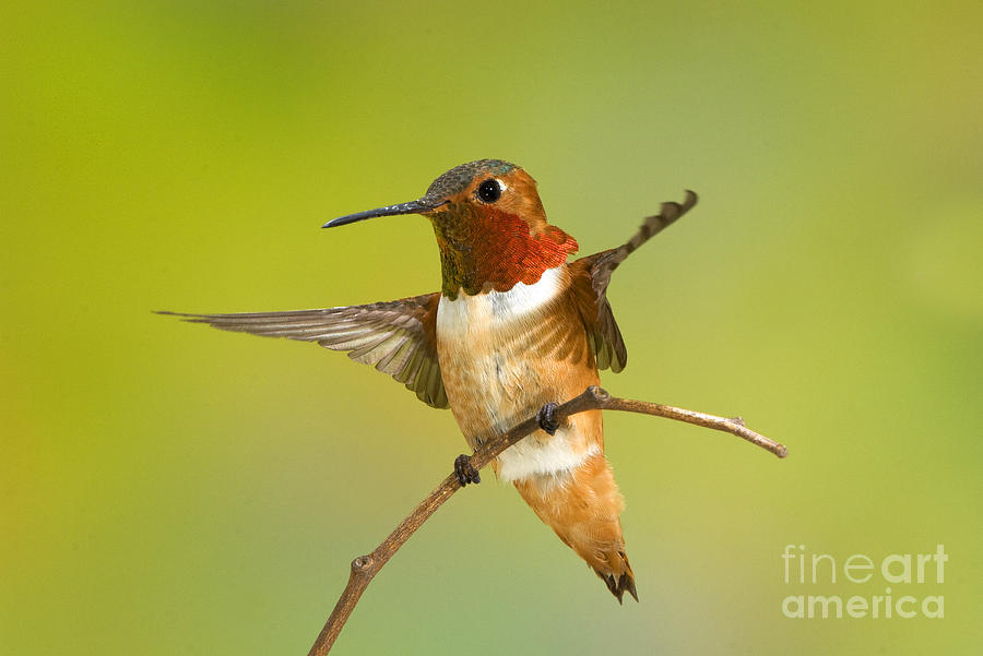 Hummingbird Photograph - Allens Hummingbird #5 by Anthony Mercieca