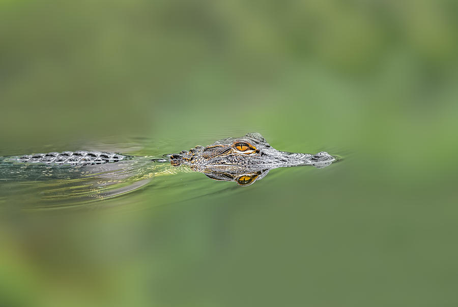 Alligator #2 Photograph by Peter Lakomy