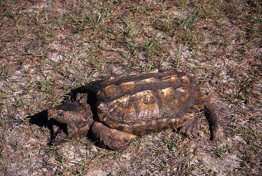 Alligator Snapping Turtle #2 Photograph by Karl H. Switak