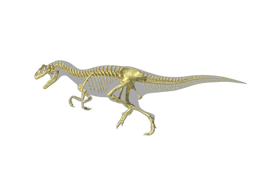 allosaurus skeleton for sale