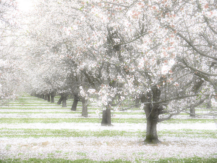 Spring Photograph - Almond Orchard #2 by Carol Leigh