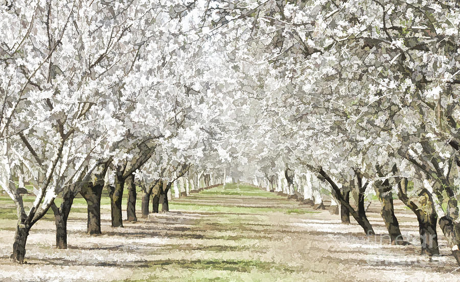 Almond Orchard Photograph by Kathleen Gauthier