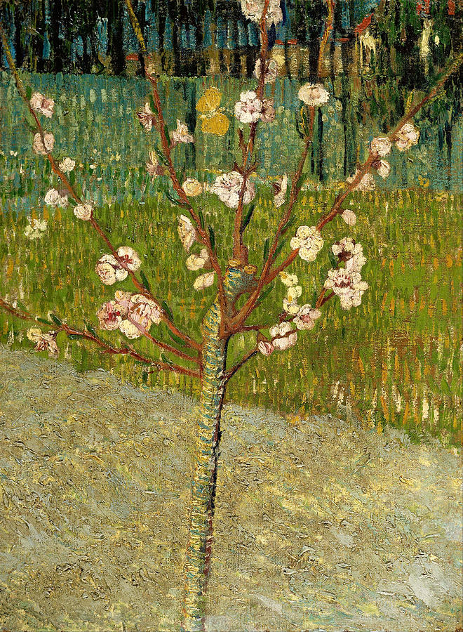 Almond Tree In Blossom #2 Painting by Vincent Van Gogh