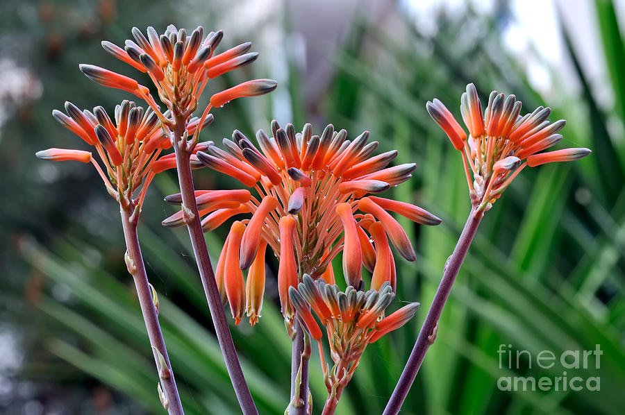 Aloe Vera flowers #2 Photograph by George Atsametakis