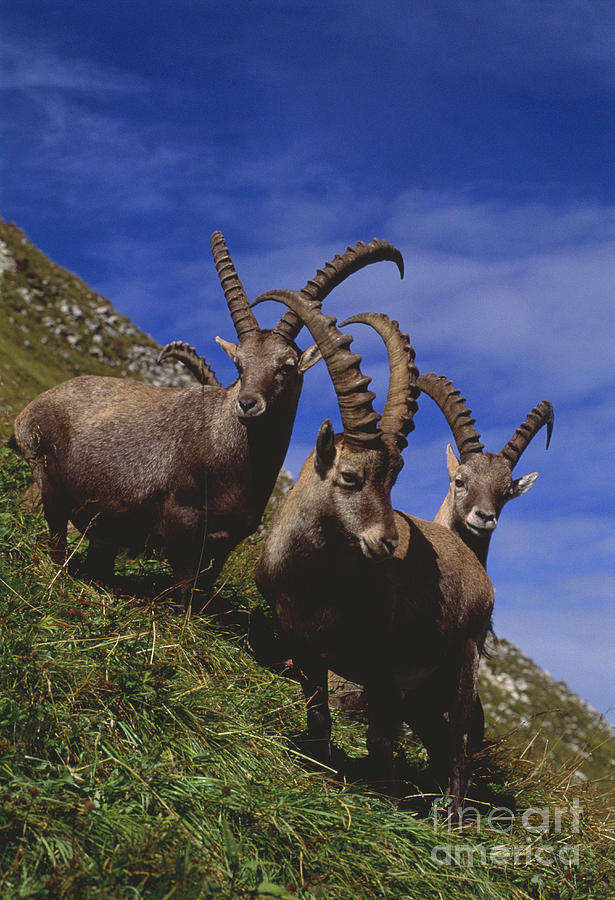 Alpine Ibex Standing On Cliff #2 Photograph by Art Wolfe