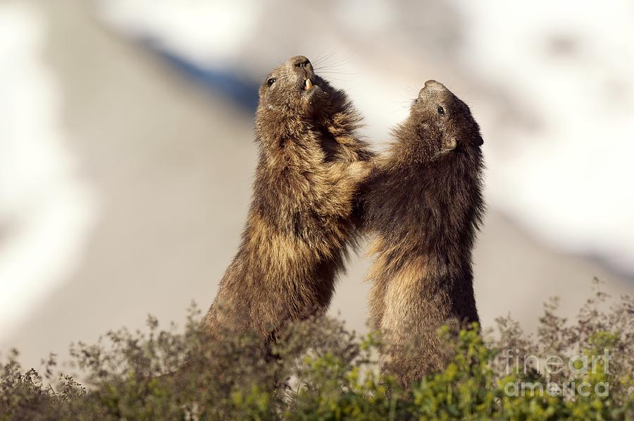 Summer Photograph - Alpine Marmot #2 by Duncan Shaw