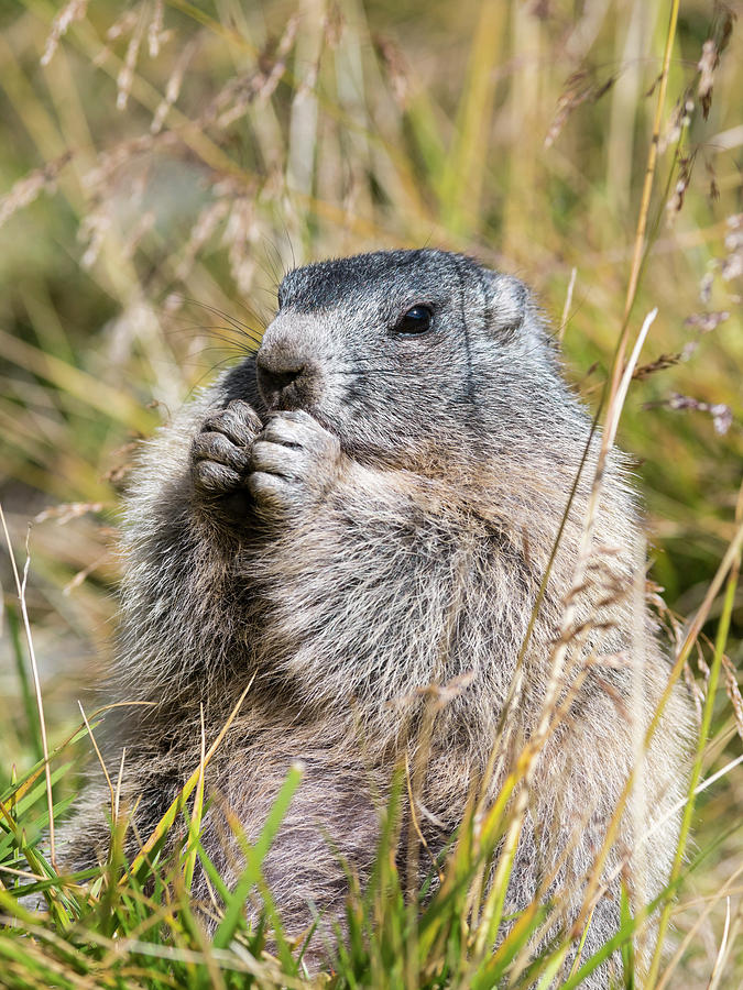 marmot astralplane