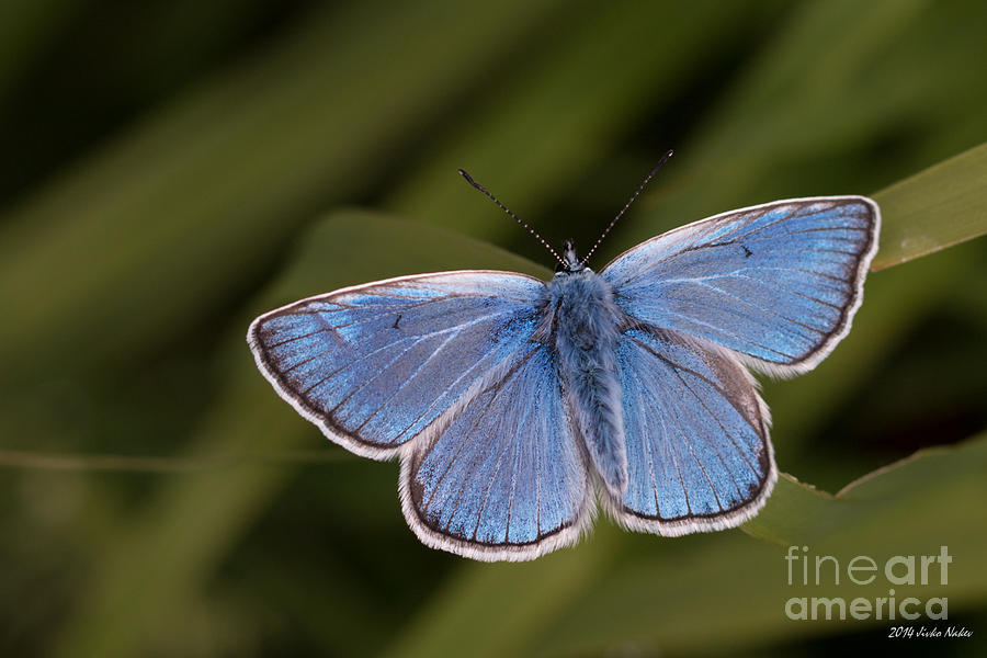 Amandas Blue Butterfly #2 Photograph by Jivko Nakev