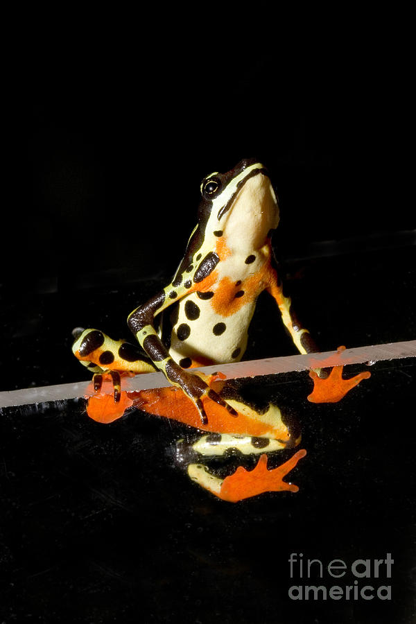 Amazon Harlequin Toad #2 Photograph by Gregory G. Dimijian, M.D.