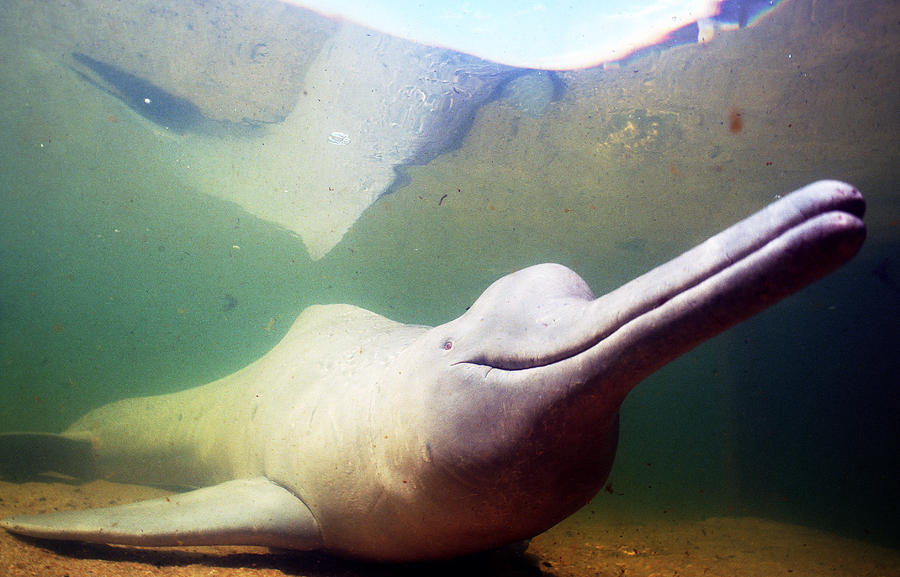 Amazon River Dolphin #2 Photograph by Greg Ochocki
