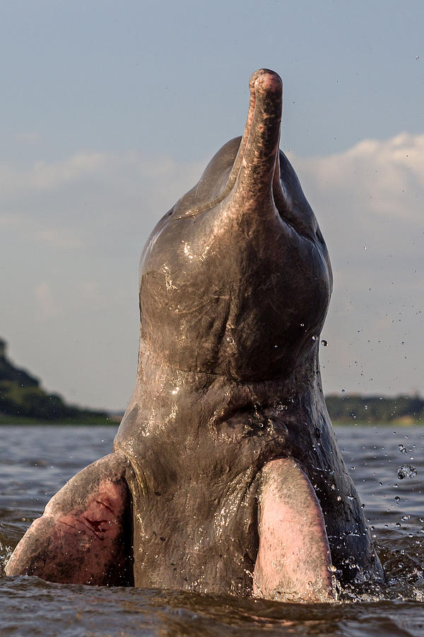 Amazon River Dolphin #2 Photograph by M. Watson