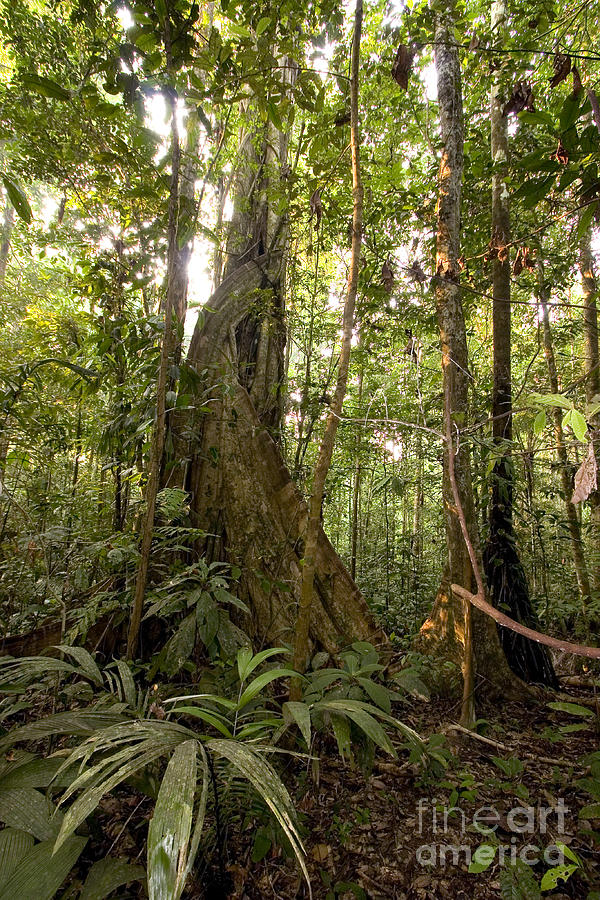 Amazon Tropical Rain Forest #2 Photograph by Gregory G. Dimijian, M.D.