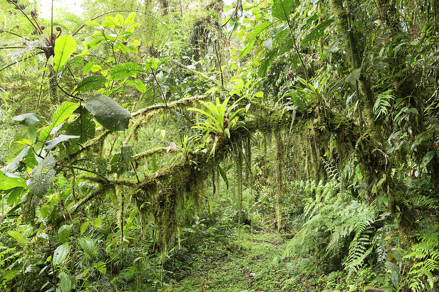 Amazonian Cloud Forest #2 Photograph by Dr Morley Read