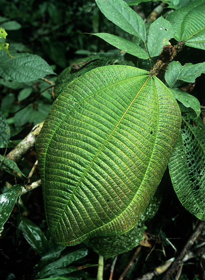 Amazonian Leaves #2 Photograph by Dr Morley Read/science Photo Library