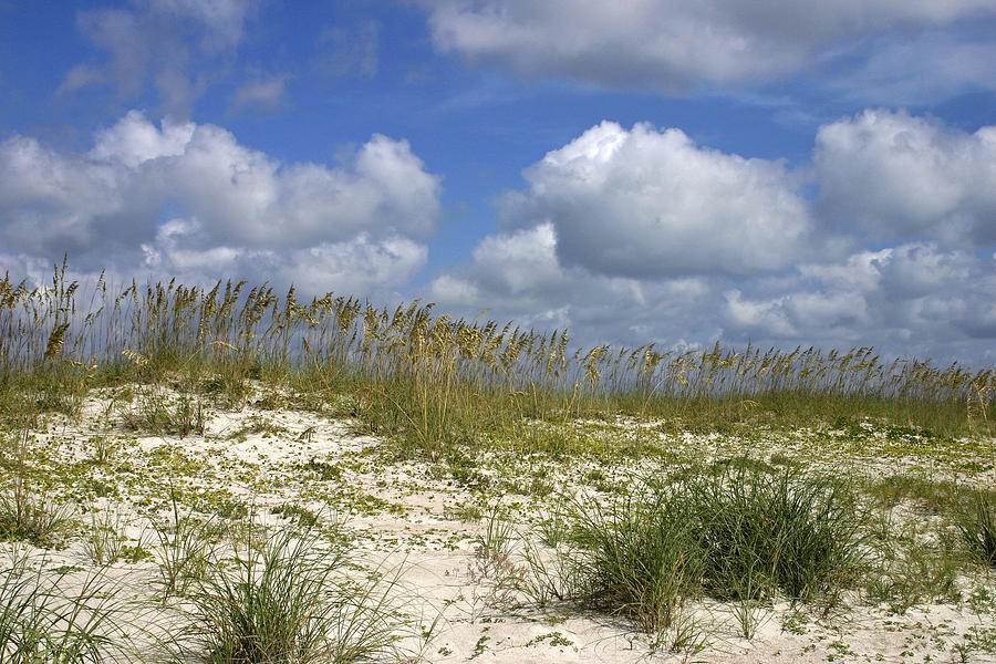 Amelia Island FL dunes Photograph by John Weber - Fine Art America