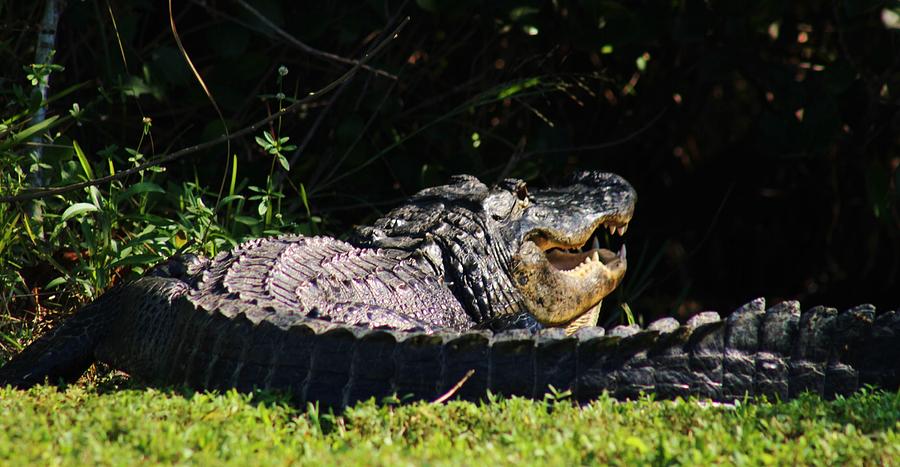 Nature Photograph - American Aligator #2 by Valia Bradshaw