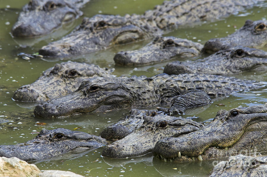 American Alligator #2 Photograph by Mark Newman