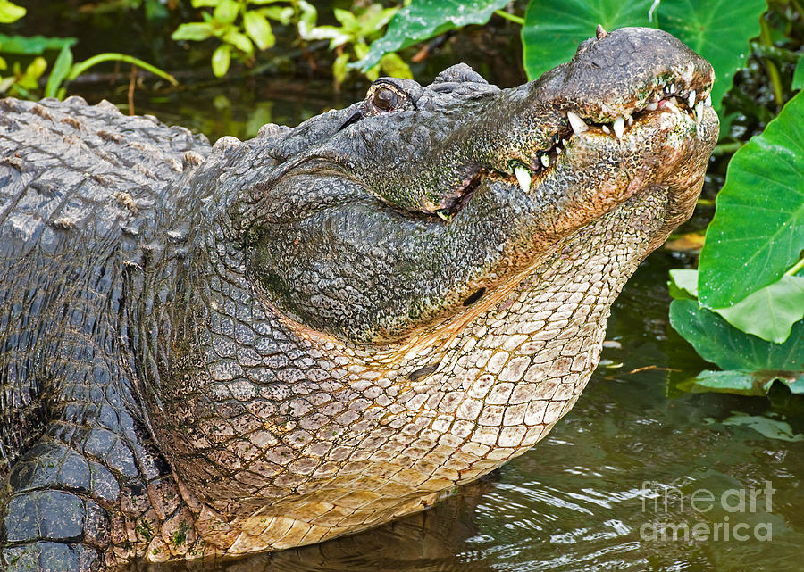 American Alligator #2 Photograph by Millard H. Sharp