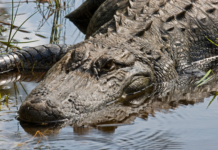 American Alligator Sunning #2 Photograph by Millard H. Sharp - Pixels