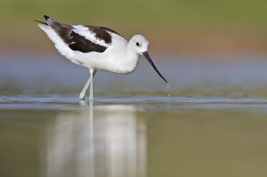 White American Avocet Photograph by Bryan Keil