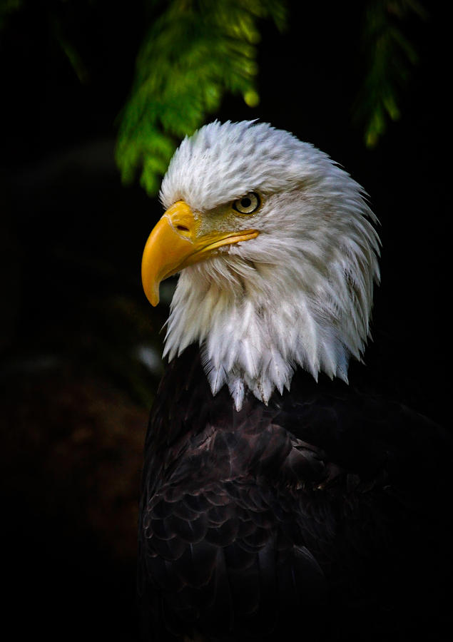 Eagle Photograph - American Bald Eagle by Athena Mckinzie