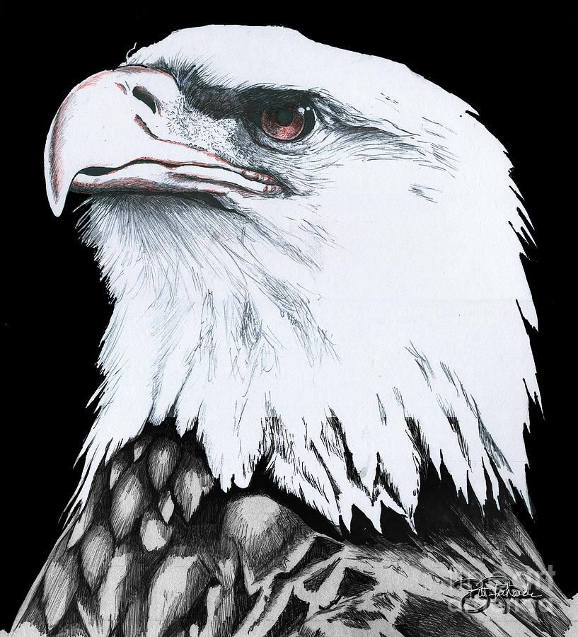 American Bald Eagle Drawing by Bill Richards