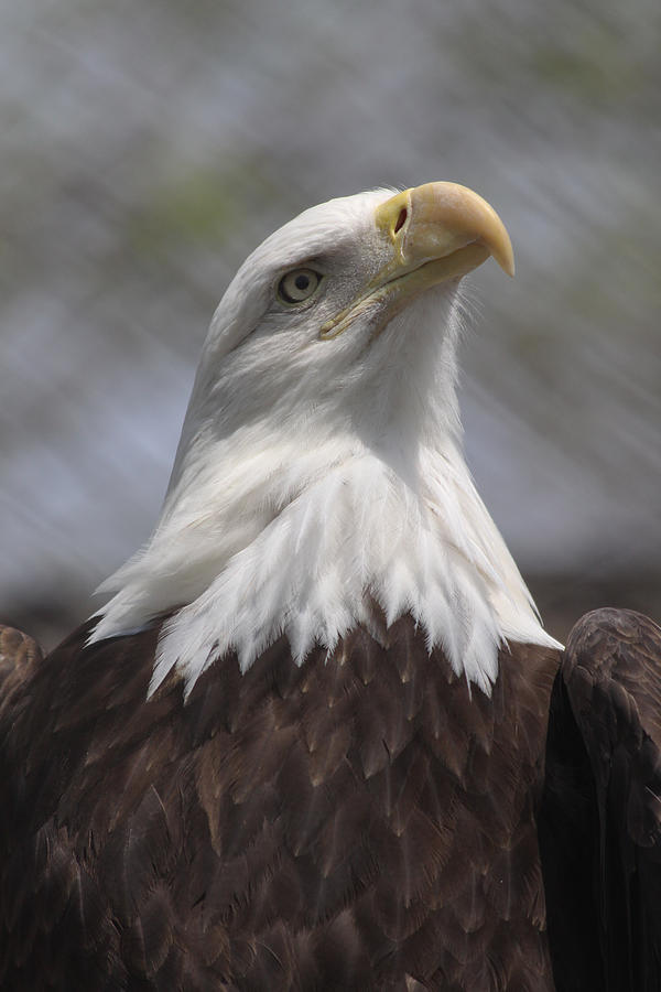 American bald eagle close up Photograph by Heidi Brandt - Fine Art America