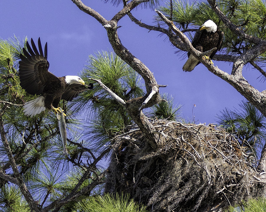 American Bald Eagle #2 Photograph by Douglas Yarbrough - Fine Art America