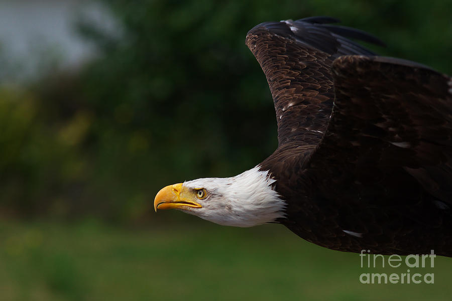 American Bald Eagle in flight #2 Photograph by Nick  Biemans