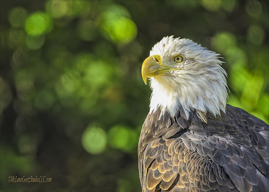 American Bald Eagle #2 Photograph by LeeAnn McLaneGoetz McLaneGoetzStudioLLCcom